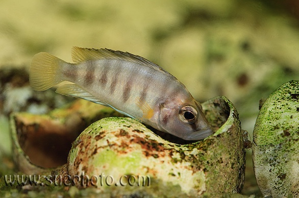 Altolamprologus sp. 'compressiceps shell' Cameron Bay